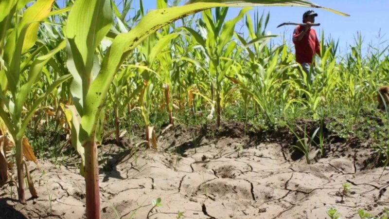 Impacto del Cambio Climático en el Sector Agropecuario Dominicano