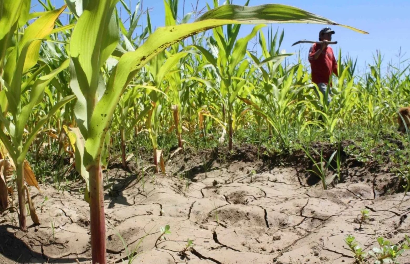 Impacto del Cambio Climático en el Sector Agropecuario Dominicano