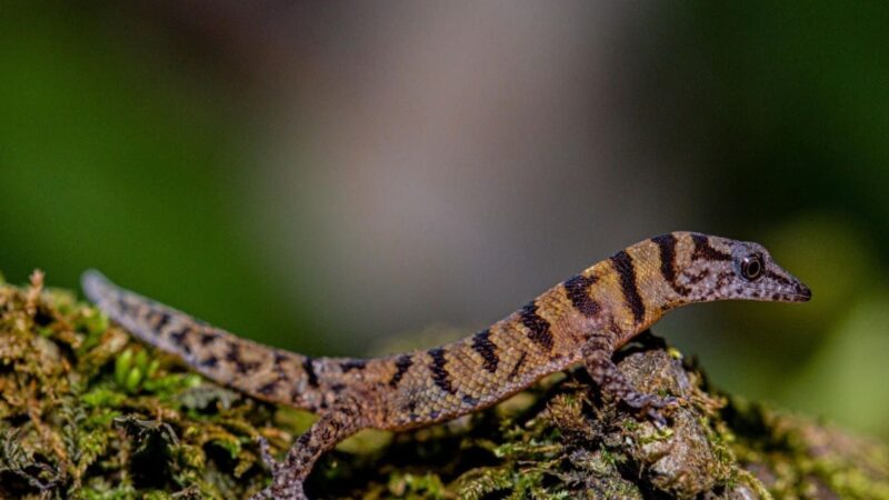 El Fascinante Gecko de Samaná: Un Tesoro Endémico de la República Dominicana