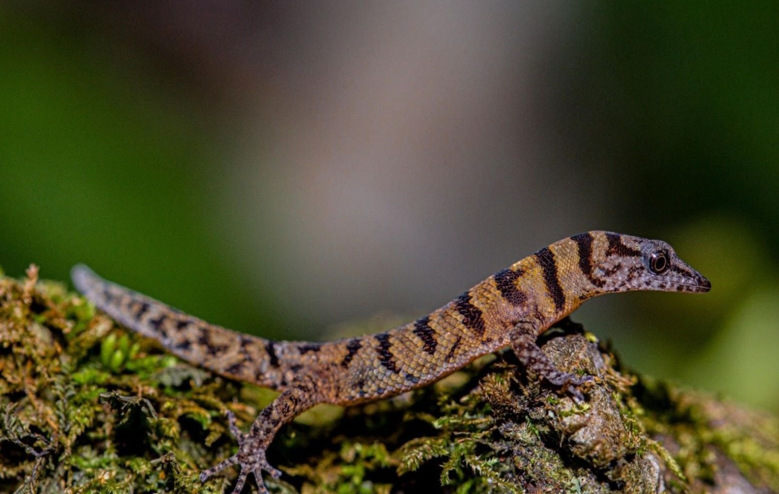 El Fascinante Gecko de Samaná: Un Tesoro Endémico de la República Dominicana