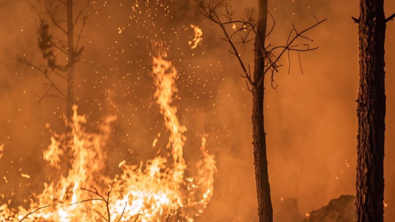 Incendio Forestal Amenaza el Parque Nacional Valle Nuevo: Brigadas en Acción