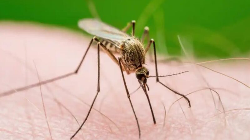 Primer Caso del Virus del Nilo Occidental en Nueva York en 2026: Alerta Sanitaria