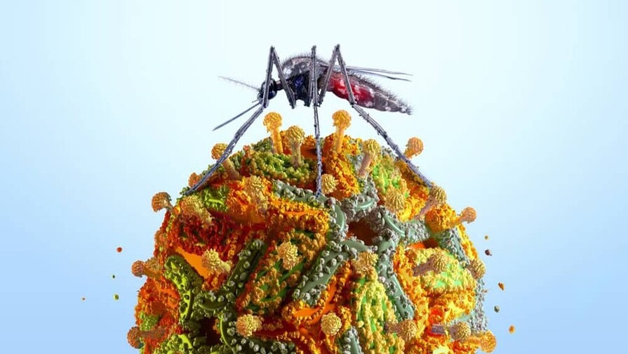 Nueva York Confirma Primer Caso Humano de Virus del Nilo Occidental Este Año