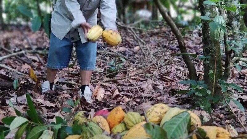 Cacao Dominicano Impulsa Exportaciones con Récord de US$669 Millones