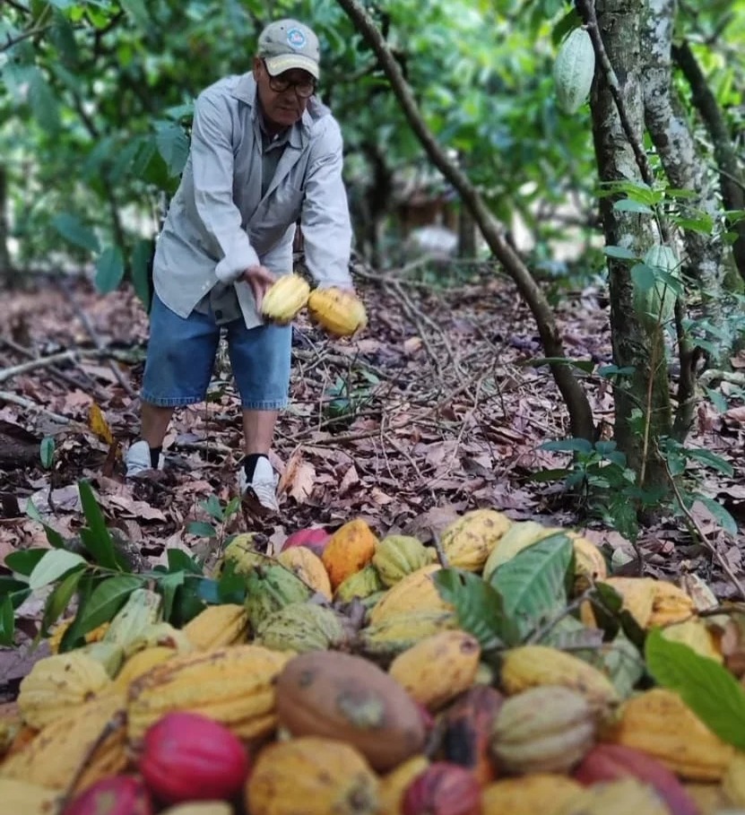 Cacao Dominicano Impulsa Exportaciones con Récord de US$669 Millones