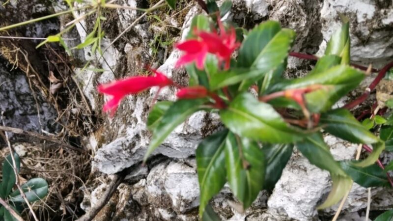 Redescubrimiento de Planta Endémica en Haití Sorprende a Botánicos Dominicanos