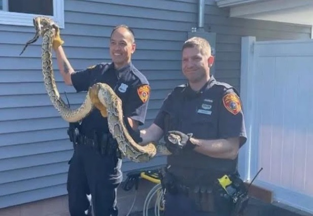 Sorprendente Hallazgo: Pitón de 8 Pies Descubierta en Vivienda de Nueva Jersey