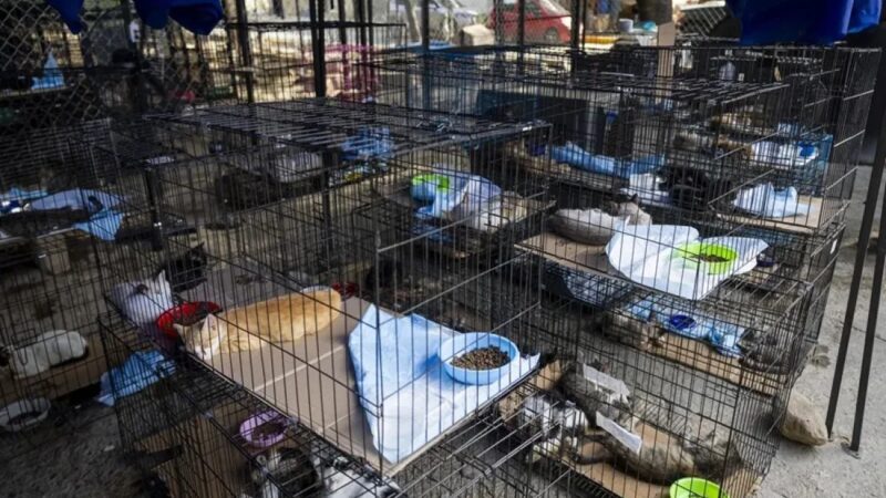 Mascotas en Venezuela Buscan un Hogar tras Devastadores Terremotos