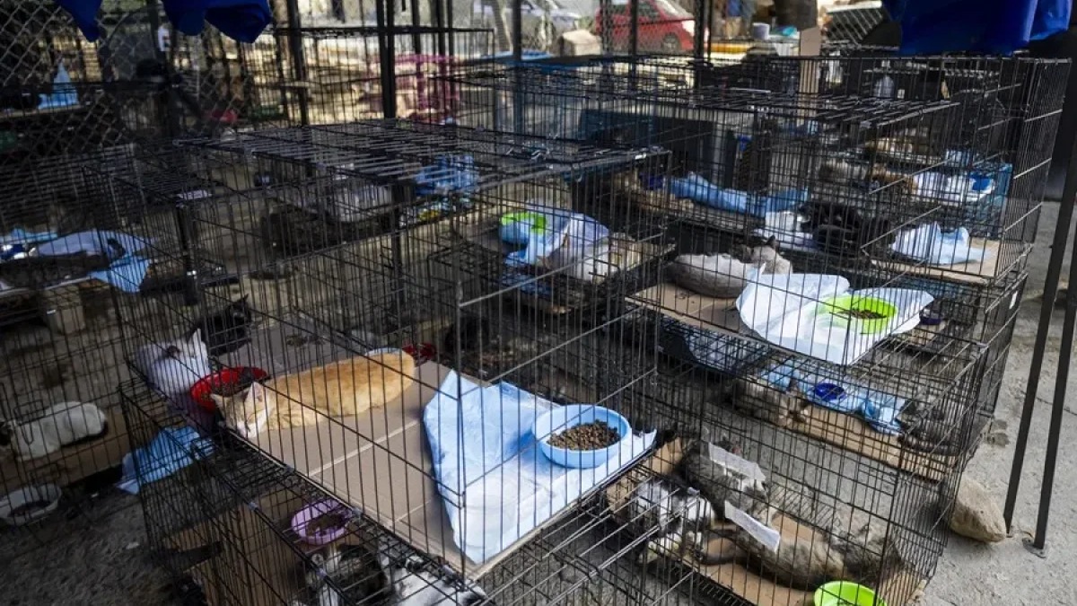 Mascotas en Venezuela Buscan un Hogar tras Devastadores Terremotos