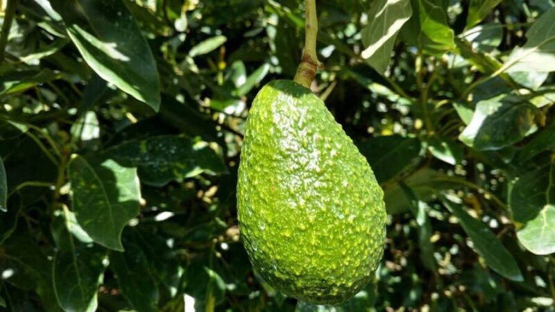 Estados Unidos Detiene Importaciones de Aguacate desde México por Seguridad