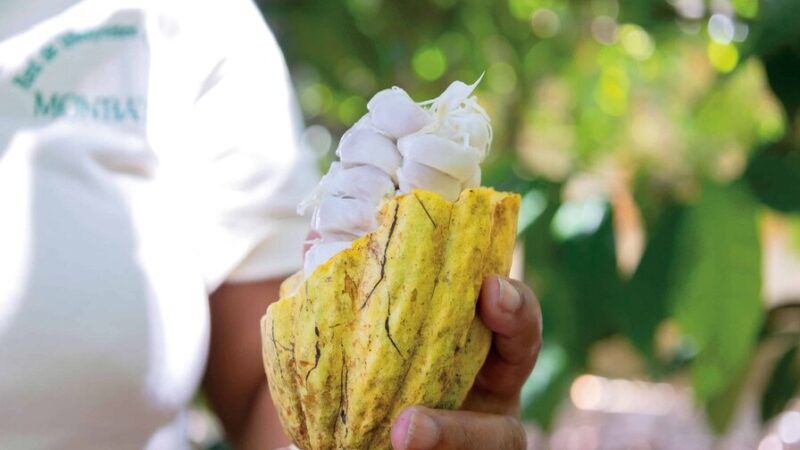 El Cacao y Café Dominicano: Un Tesoro Nacional en Crecimiento