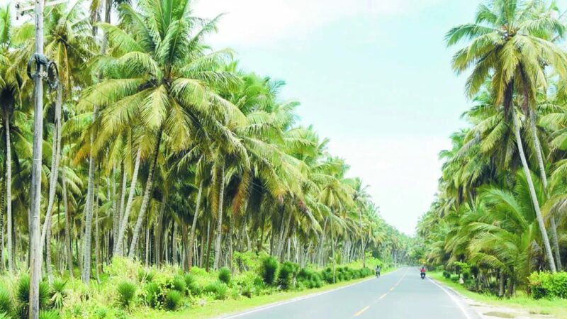 Industria del Coco en República Dominicana: Desafíos y Oportunidades de Crecimiento