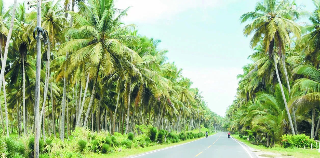 Industria del Coco en República Dominicana: Desafíos y Oportunidades de Crecimiento