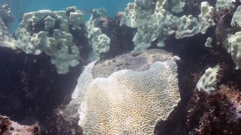 Corales de Galápagos Revelan Aumento en la Intensidad de El Niño