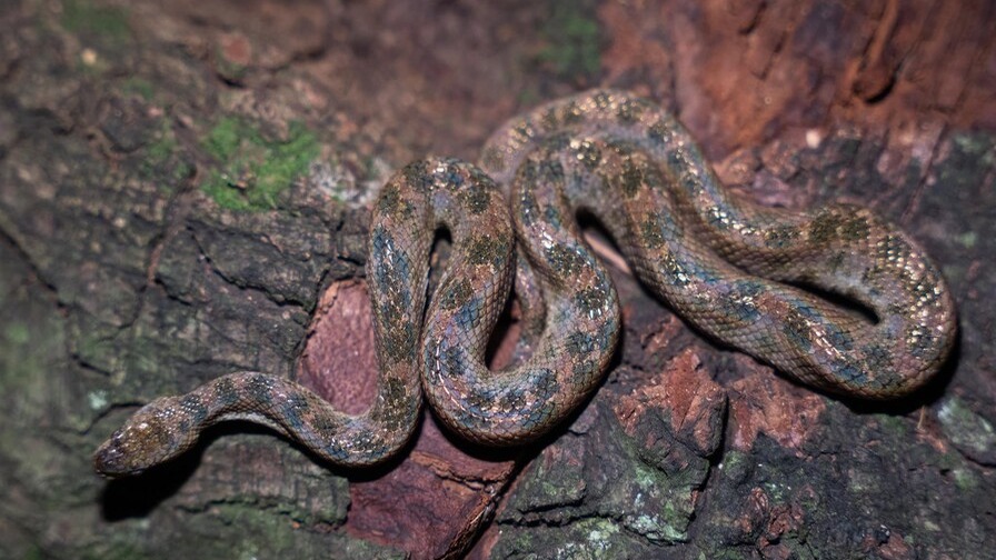 Descubren la Fascinante ‘Boa Enana’ en la Española