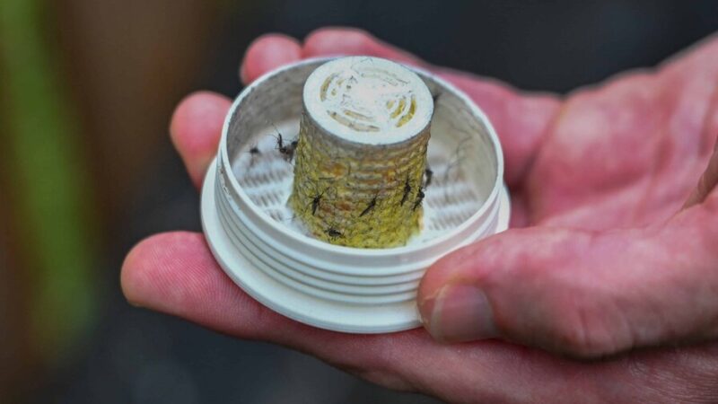 Innovador Control de Mosquitos con Wolbachia en Virginia para Combatir el Dengue