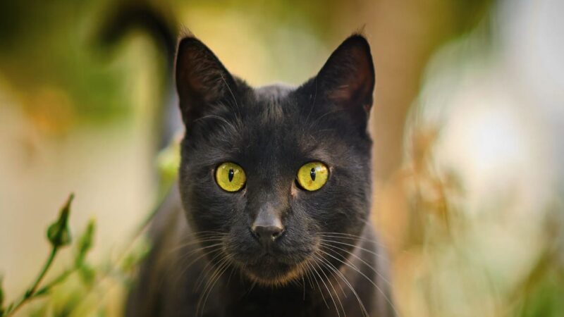 Día del Gato Negro: Desmitificando una Historia de Supersticiones