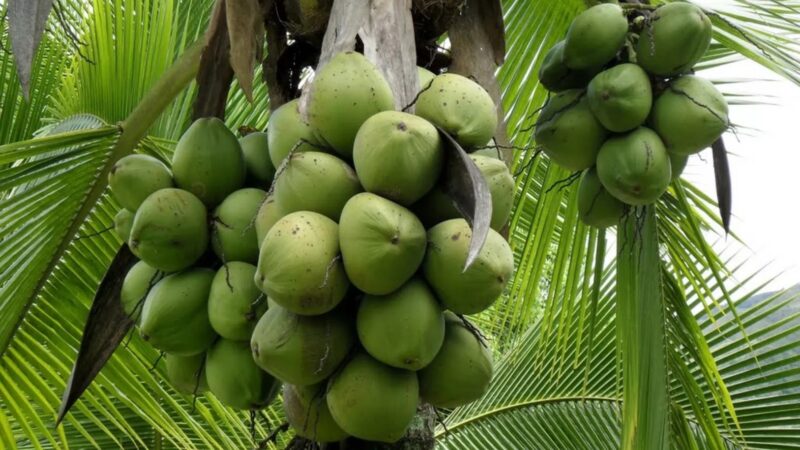 República Dominicana Impulsa el Cultivo de Coco como Motor Agroindustrial