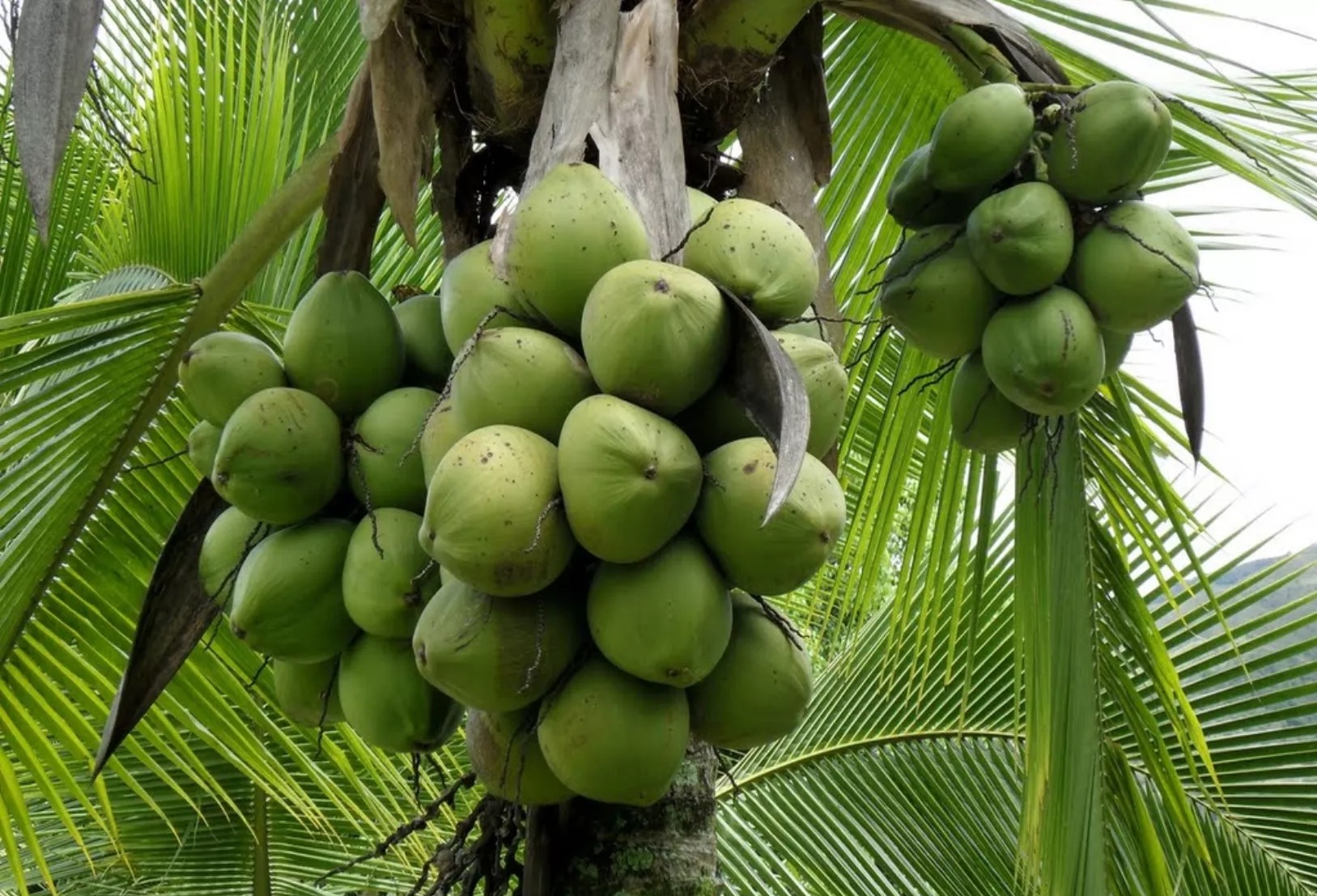 República Dominicana Impulsa el Cultivo de Coco como Motor Agroindustrial