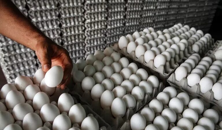 Exportación de Huevos a Cuba en Suspenso: Productores en Crisis