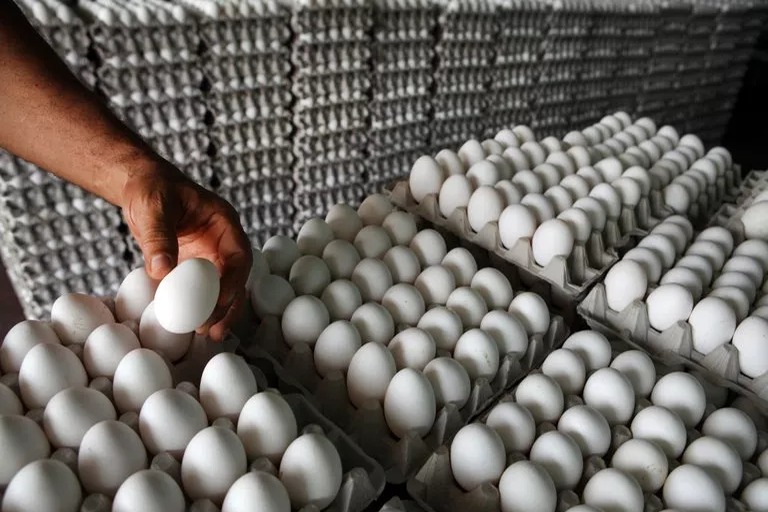 Exportación de Huevos a Cuba en Suspenso: Productores en Crisis