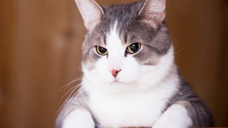 Día Internacional del Gato: Más Allá de los Mimos, un Compromiso de Cuidado