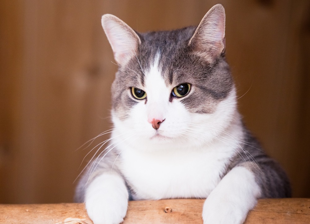 Día Internacional del Gato: Más Allá de los Mimos, un Compromiso de Cuidado