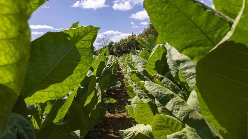 República Dominicana: El Enigma de las Importaciones de Tabaco