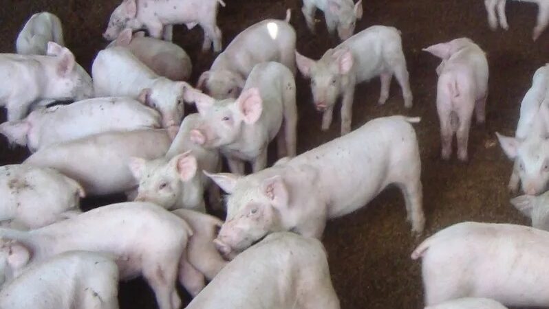 Impactante Caída en la Producción Porcina por Peste Porcina Africana