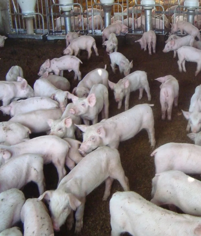 Impactante Caída en la Producción Porcina por Peste Porcina Africana