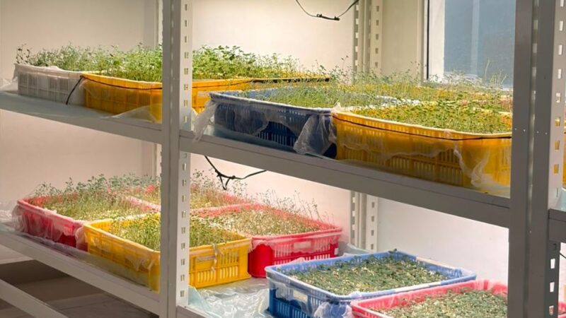 Innovador Laboratorio en Constanza Impulsa Producción de Semillas de Calidad