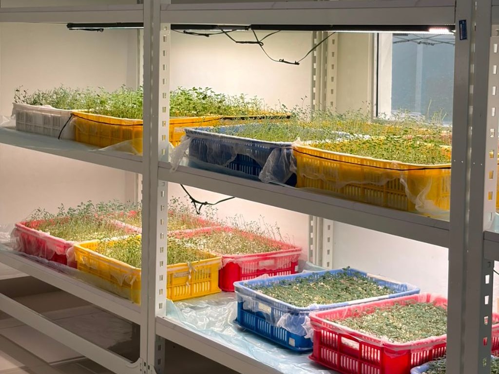 Innovador Laboratorio en Constanza Impulsa Producción de Semillas de Calidad