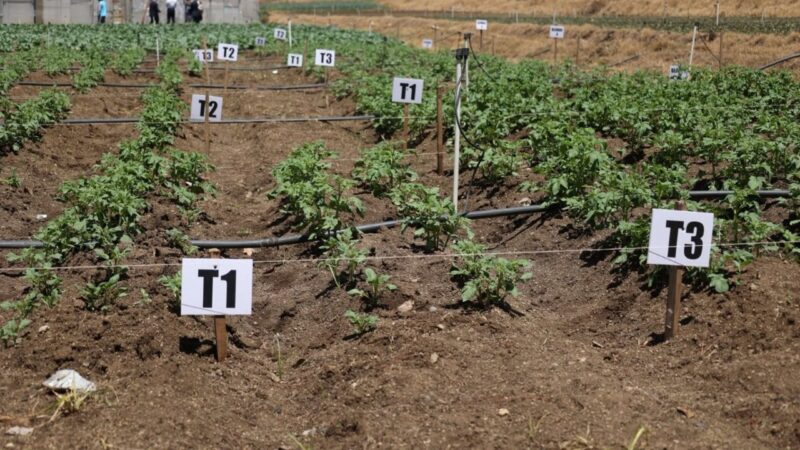 Productores de Constanza buscan fortalecer la producción de papa ante desafíos del mercado
