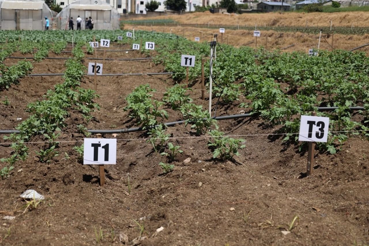 Productores de Constanza buscan fortalecer la producción de papa ante desafíos del mercado