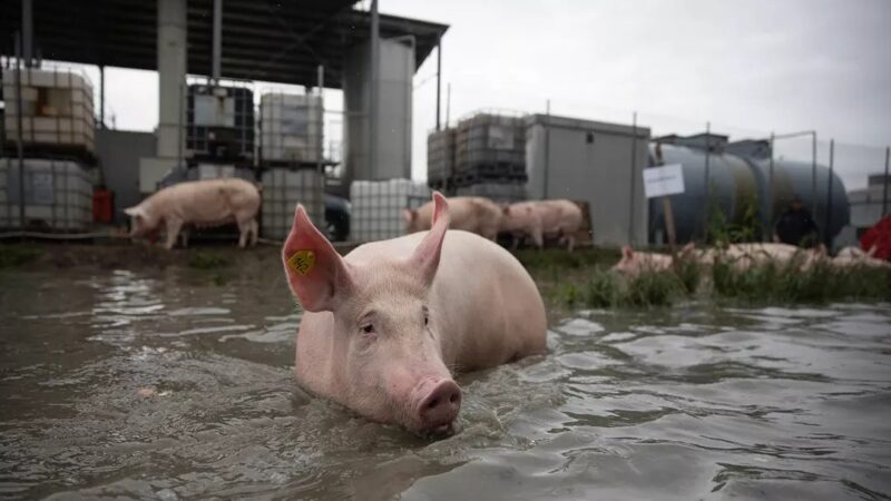 Productores de Cerdo en Crisis: Urgen Medidas para Revitalizar el Sector