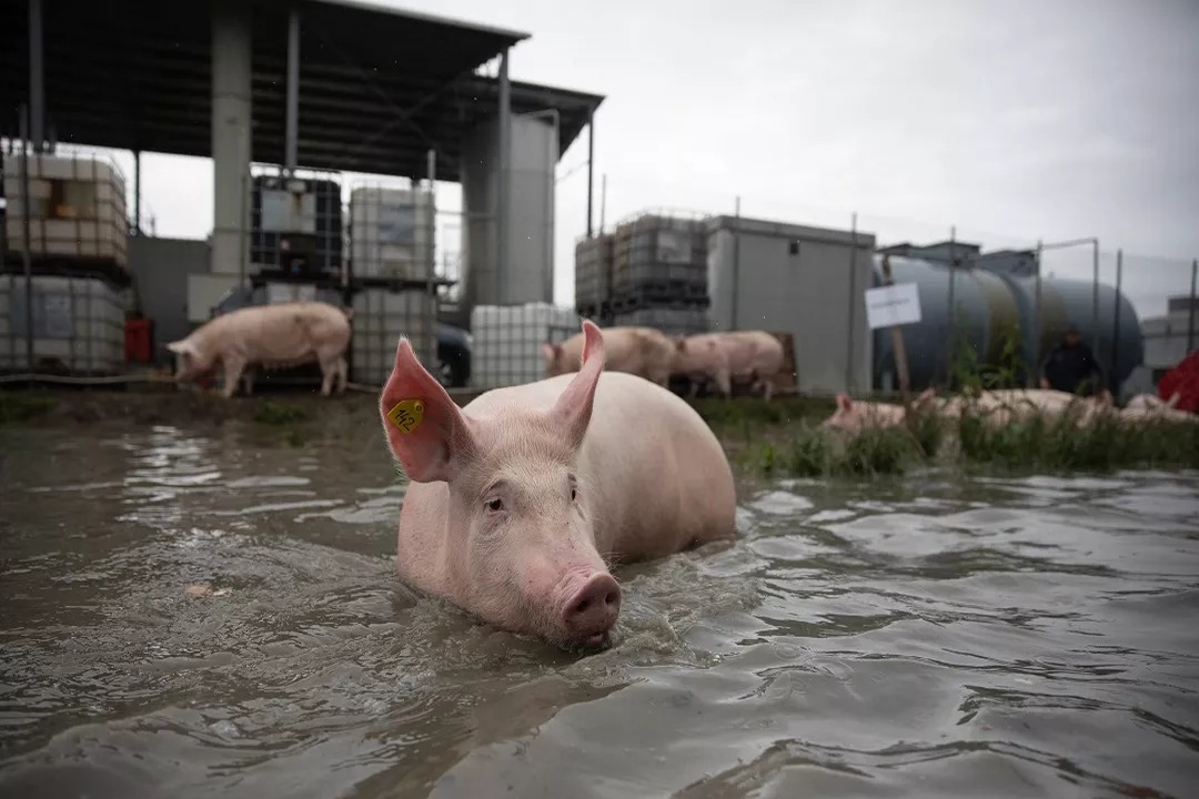Productores de Cerdo en Crisis: Urgen Medidas para Revitalizar el Sector