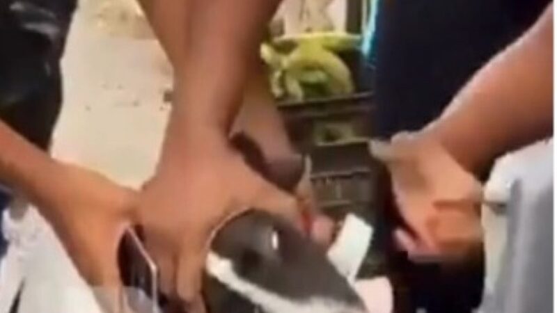 Perrito Defiende RD$1,500 en una Singular Escena Comunitaria
