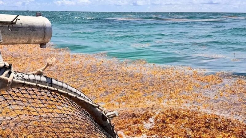 Francia Impulsa Investigación del Sargazo en República Dominicana con Millonaria Donación