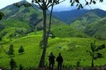 Histórico Descenso en la Deforestación de la Amazonía Brasileña