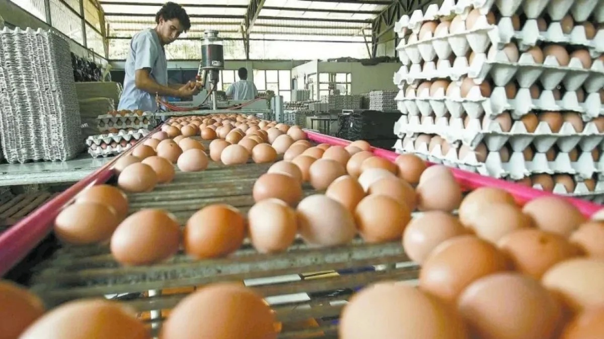 Factores Clave en el Aumento del Precio del Huevo en República Dominicana