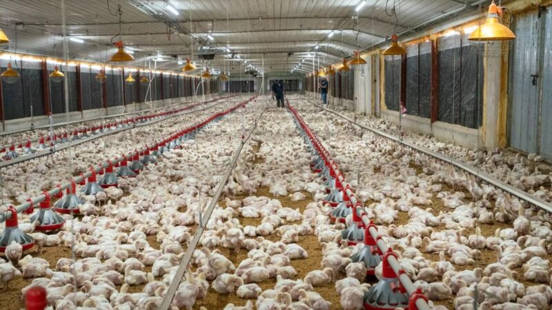 Producción de Huevos en República Dominicana Supera los 400 Millones Mensuales