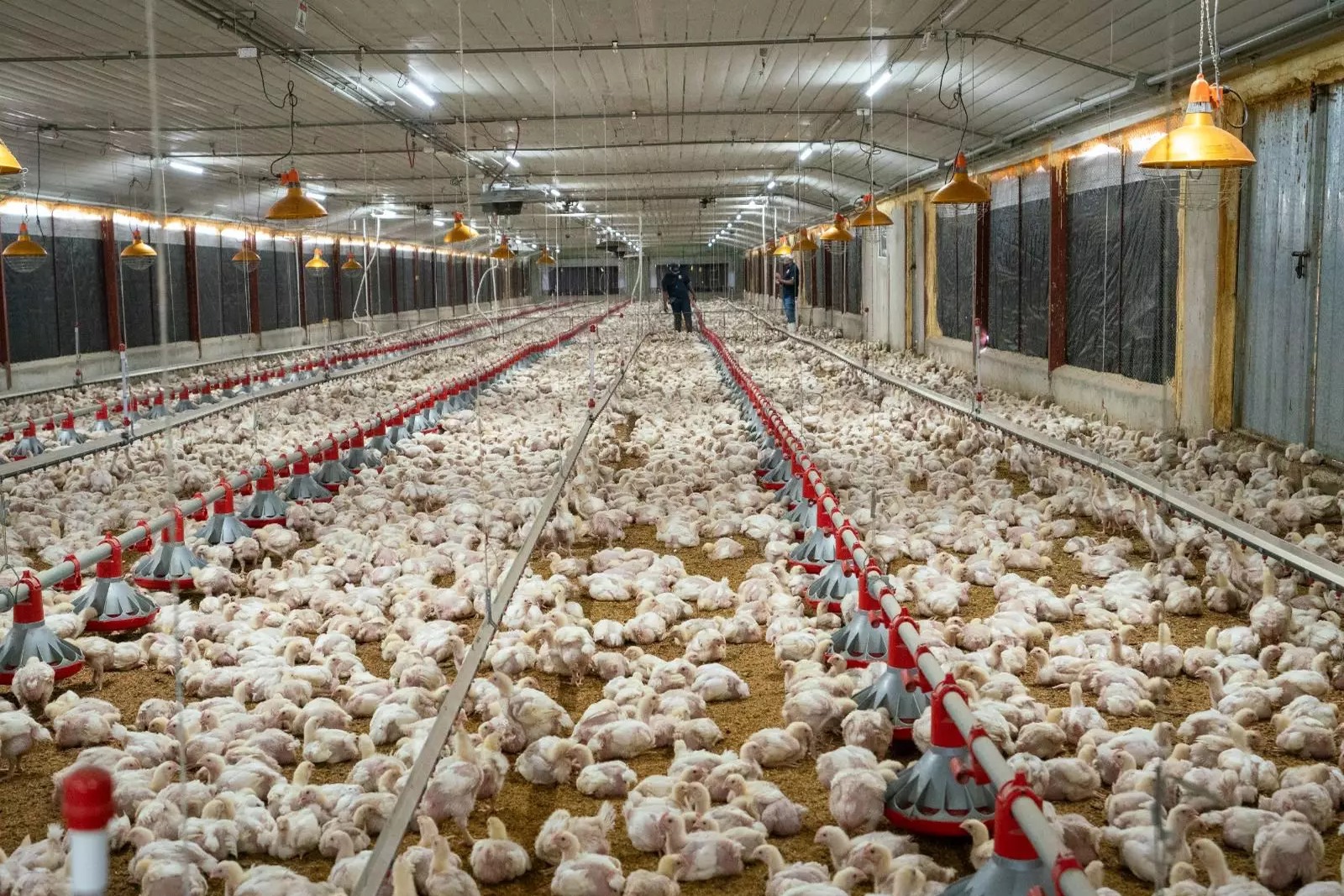 Producción de Huevos en República Dominicana Supera los 400 Millones Mensuales