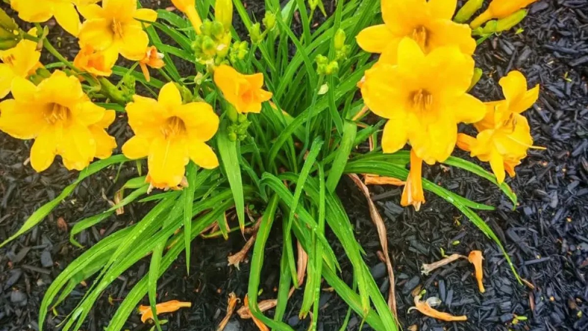 El Significado de las Flores Amarillas y el 21 de Septiembre