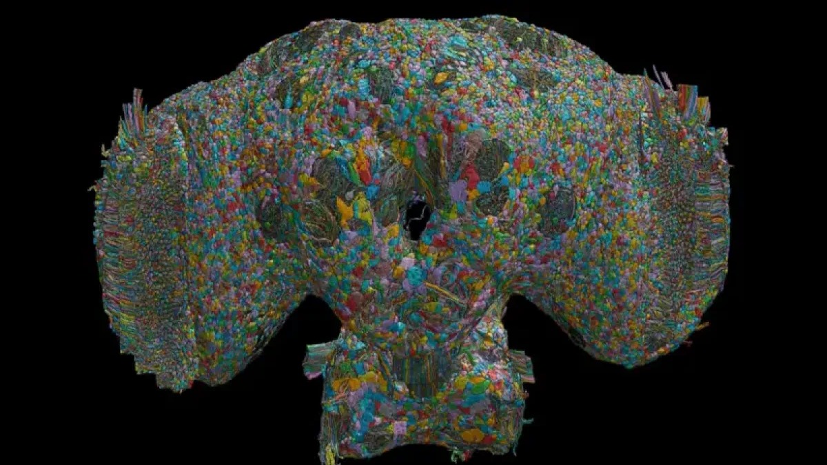 Descubren cómo el cerebro de las moscas podría desvelar secretos del comportamiento humano