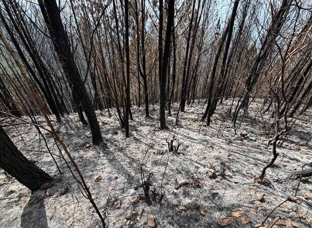 Devastador Incendio en Bahoruco Arrasa con 25 Años de Esfuerzo Forestal