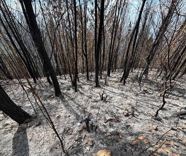 Devastador Incendio en Bahoruco Arrasa con 25 Años de Esfuerzo Forestal