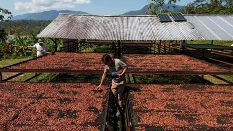 Cacao Dominicano: Motor Económico con Desafíos en Exportación