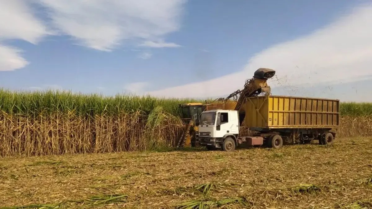 República Dominicana Aumenta su Cuota Azucarera en EE.UU. a 201,274 Toneladas