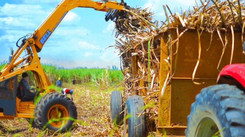 Aumento de Cuota Azucarera Impulsa Exportaciones Dominicanas a EE. UU.