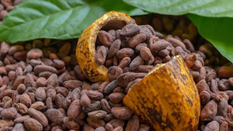 República Dominicana Moderniza Producción de Cacao para Cumplir Normas Europeas